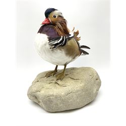 Taxidermy: Mandarin duck (Aix galericulata), modern, by award winning Taxidermist - Carl Church, Pickering, North Yorkshire, a full mount adult perched on a rock, H36cm W35cm.