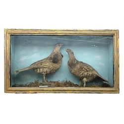 Taxidermy; Cased pair of Ruffed Grouse (Bonasa umbellus), male and female adult mounts, in a naturalistic setting, encased within a single pane display case, H39cm, L68cm