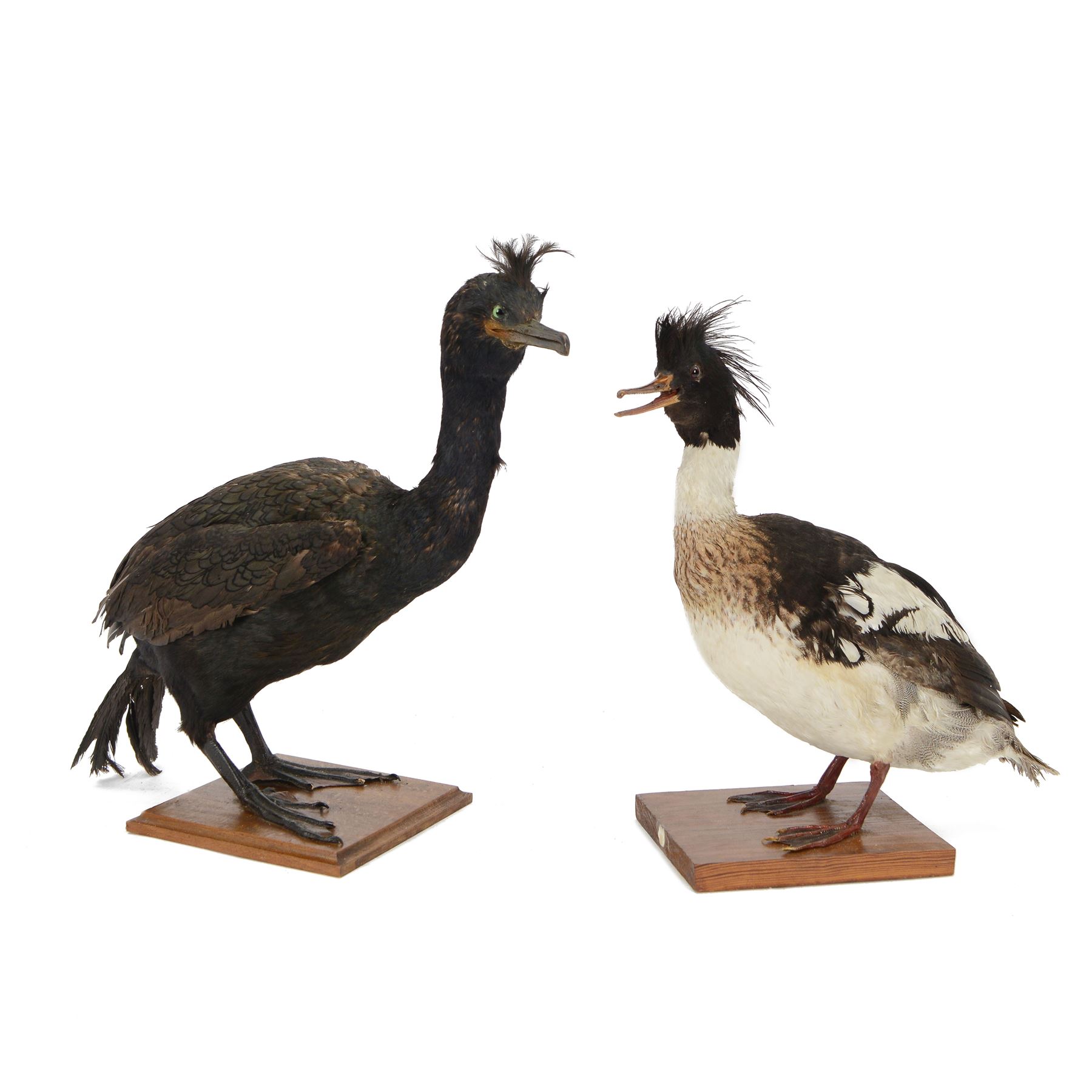Taxidermy:  Red-Breasted Merganser (Mergus serrator) full adult mount on open display and Cormorant (Phalacrocorax carbo) full adult mount on open display, cormorant H44cm 