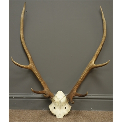  Pair eight point stag antlers and half skull, H78cm   