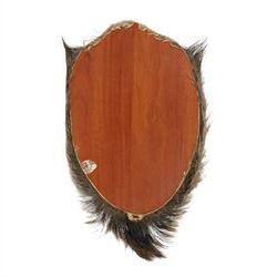 Taxidermy: A European Wild Boar (Sus scrofa), adult neck mount looking straight ahead, 50cm from wall