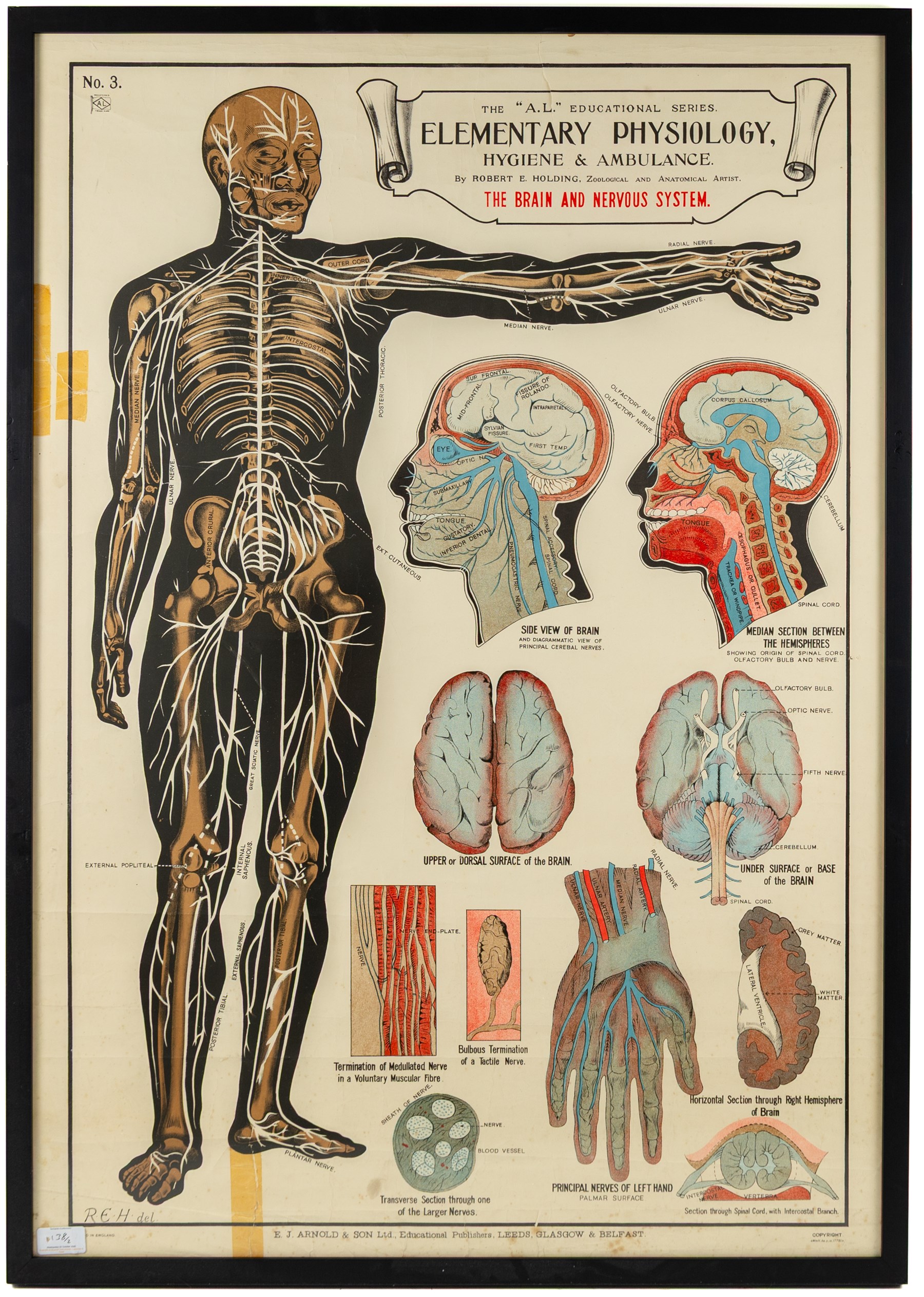 Complete set of eight 'AL Educational Series Elementary Physiology Hygiene and Ambulance' medical posters by Robert R Holding (Zoological and Anatomical artist), published by E J Arnold & Son Ltd of Leeds, Glasgow and Belfast, all framed
