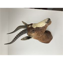 Taxidermy: Blesbok (Damaliscus phillipsi), adult male shoulder mount, approximately H85cm
