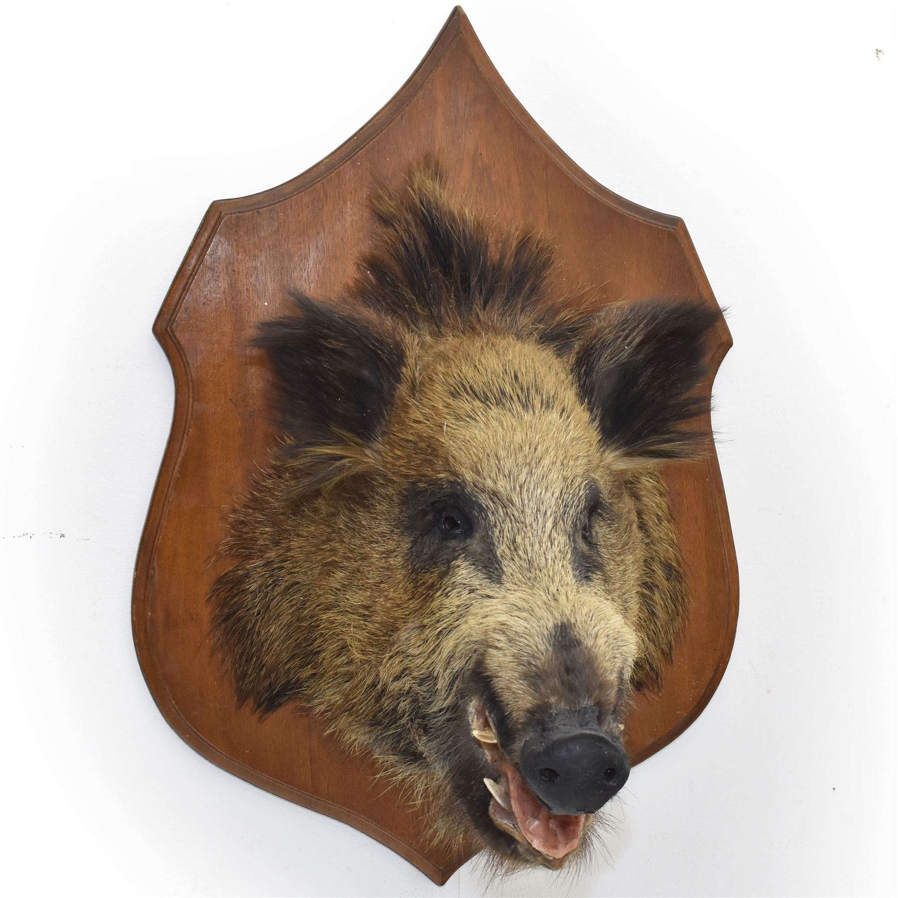 Taxidermy: European Wild Boar (Sus scrofa), adult male neck mount looking straight ahead, upon a wooden shield D45cm