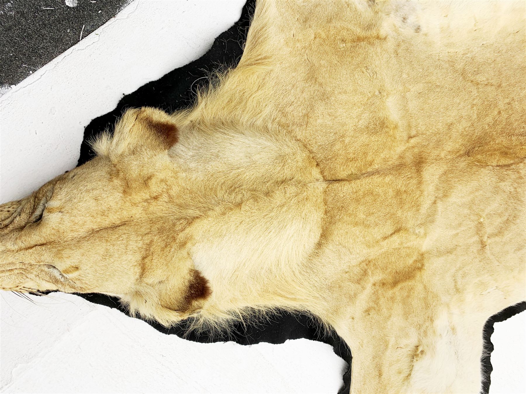 Taxidermy: African Lioness (Panthera Leo), full lioness skin and head mount, with black felt backing, L279cm