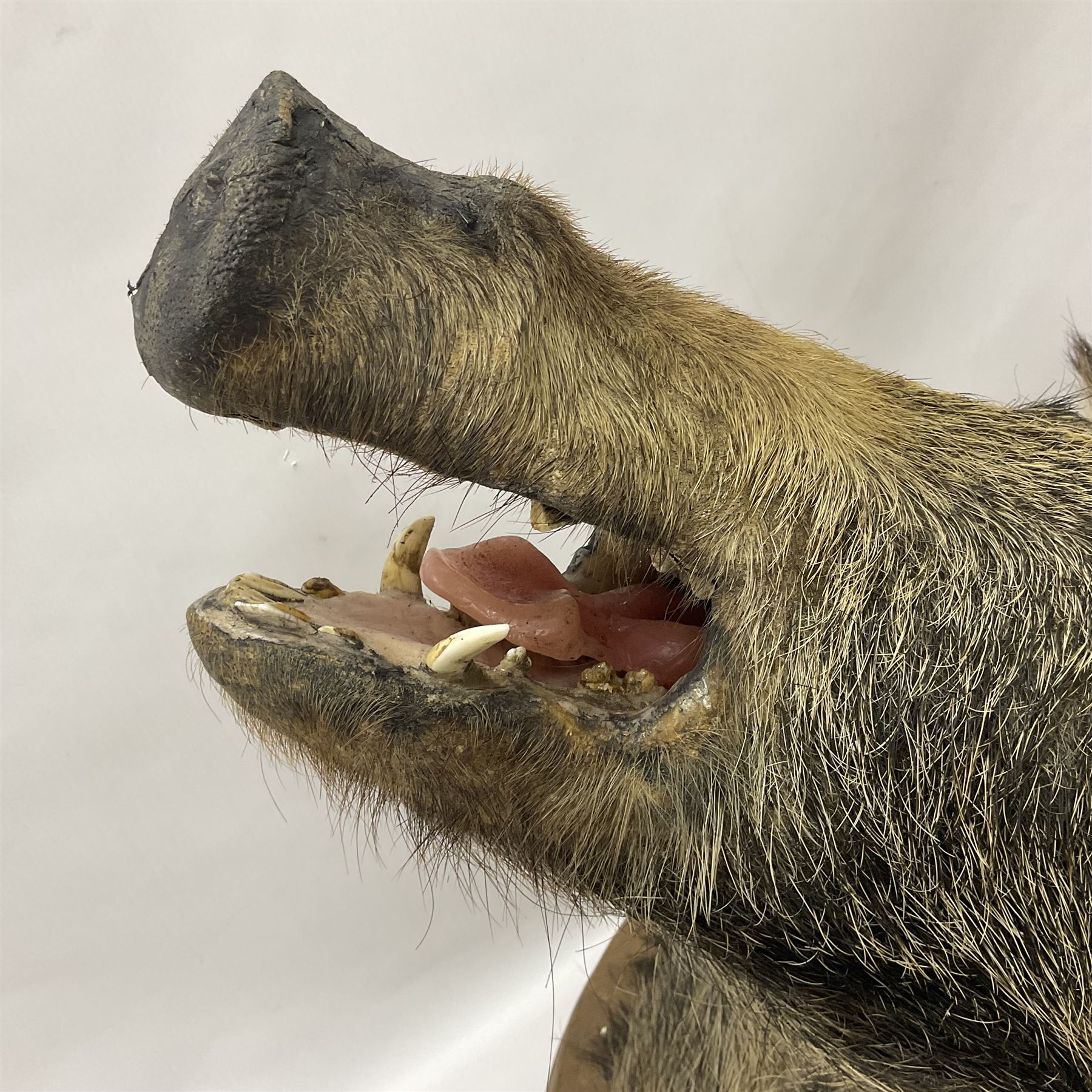 Taxidermy: European Wild Boar (Sus scrofa), adult male shoulder mount looking straight ahead mouth agape, mounted upon a wooden shield, D52cm