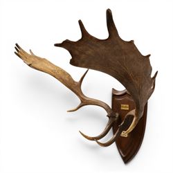 Antlers/Horns - pair of Fallow deer (Dama dama) antlers, mounted on wooden shield, with Arundel Park bone plaque, W81cm 