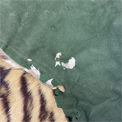 Skins/Hides: Victorian Tiger skin rug (tigris tigris), with green backing with scalloped edges,  L188cm  