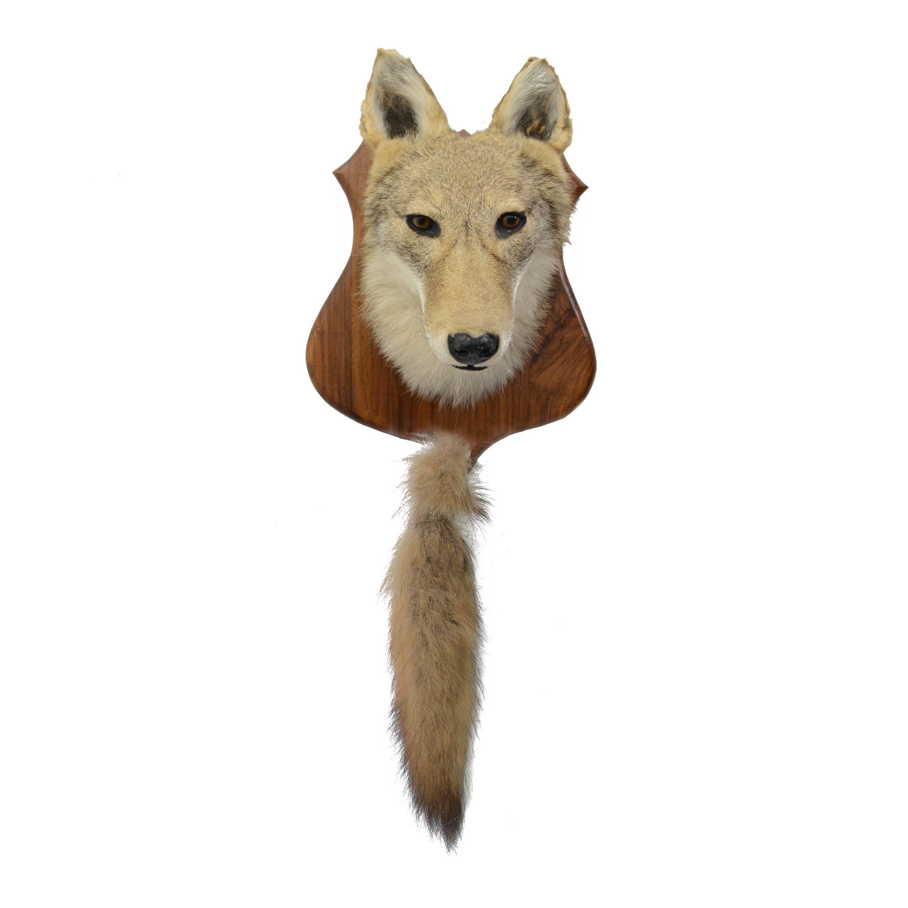 Taxidermy: Coyote (Canis latrans) mask, adult mount looking straight ahead, upon a wooden shied, with brush attached to shield, D28cm