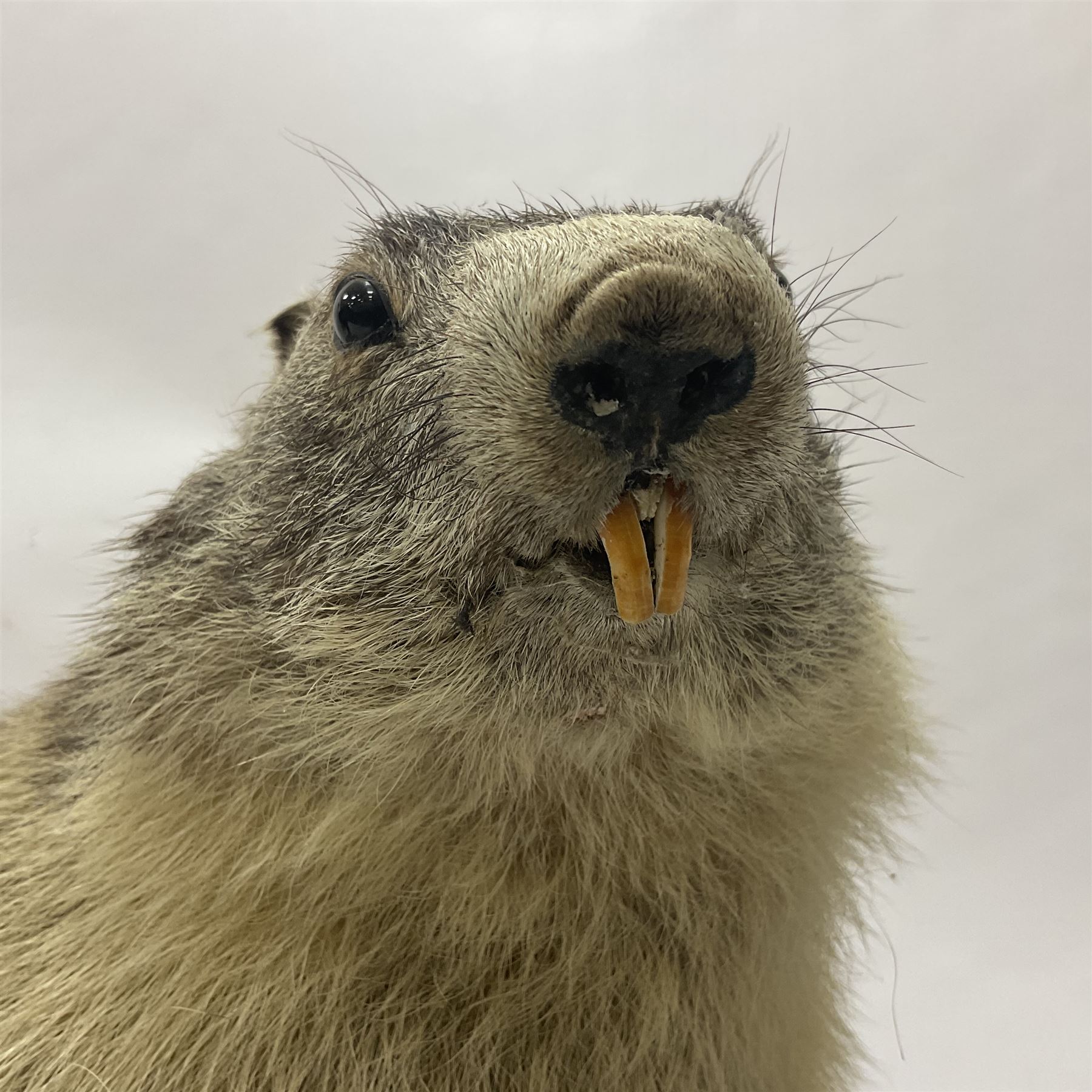 Taxidermy: Alpine Marmot (Marmota marmota), full adult mount stood upon a wooden base, H29cm 