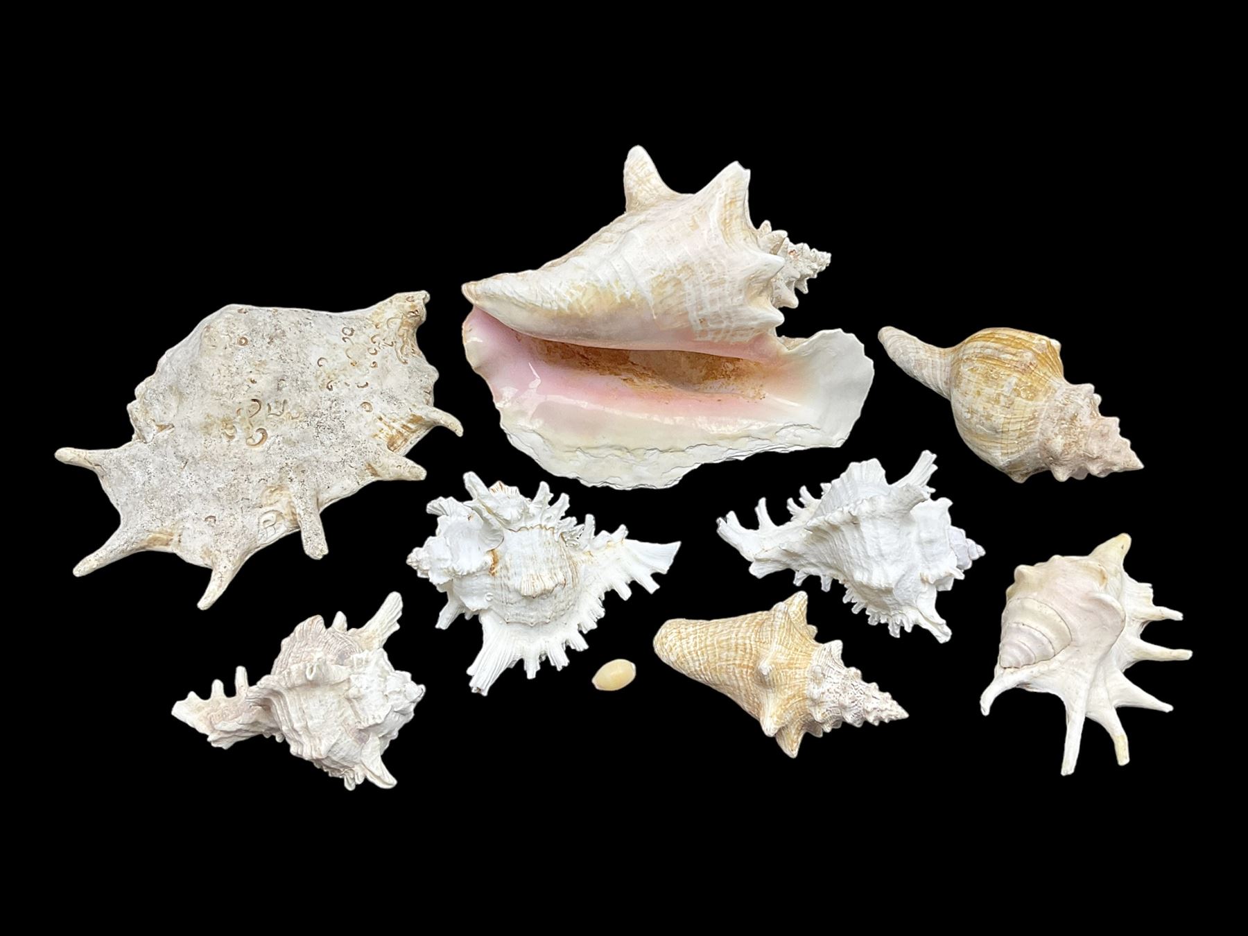 Conchology: selection of conch shells, to include horned examples, largest H17cm, L24cm