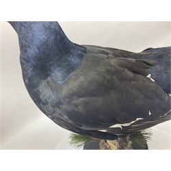 Taxidermy: Black Grouse (Lyrurus tetrix), full mount adult cockbird, open display perched upon a branch, H48cm