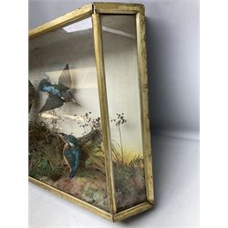 Taxidermy; Victorian cased bird diorama,  pair of Kingfishers (Alcedo Athis) adult mounts and Kestrel (Falco tinnunculus) adult mount, in a naturalistic setting with one kingfisher in flight, encased within a three pane display case, H45cm, L72cm