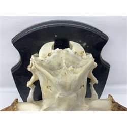 Antlers/Horns: Pair of European Moose (Alces alces) horns with upper skull, mounter upon a wooden shield, H45cm