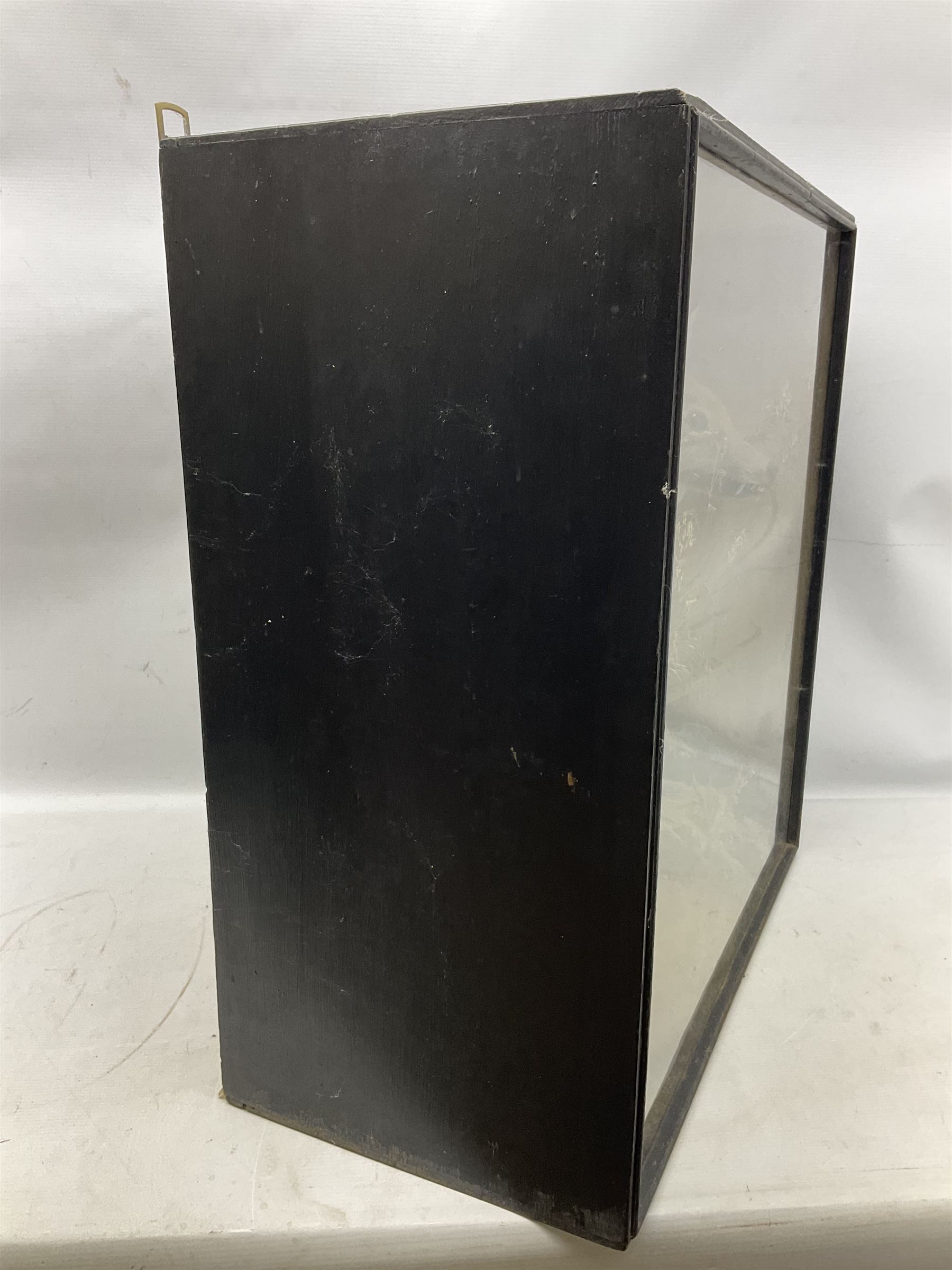 Taxidermy: 19th century cased display Red Fox (Vulpes vulpes), full adult mount in seated position with tail curled in front, in a naturalistic setting, encased within a ebonised single pane display case, H64cm, L58cm