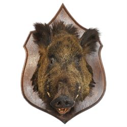 Taxidermy - Adult European wild boar head (Sus Scrofa) on wooden wall shield H72cm x W43cm x D53cm