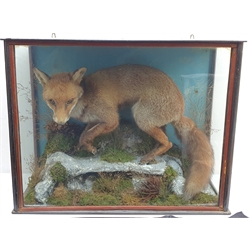 Taxidermy: Victorian cased red fox (Vulpes vulpes), in naturalistic setting, full mount upon rocky outcrop detailed with moss, lichen and grasses, set against a blue painted backdrop, encased within an ebonised three pane display case, H61cm L78cm D30cm 