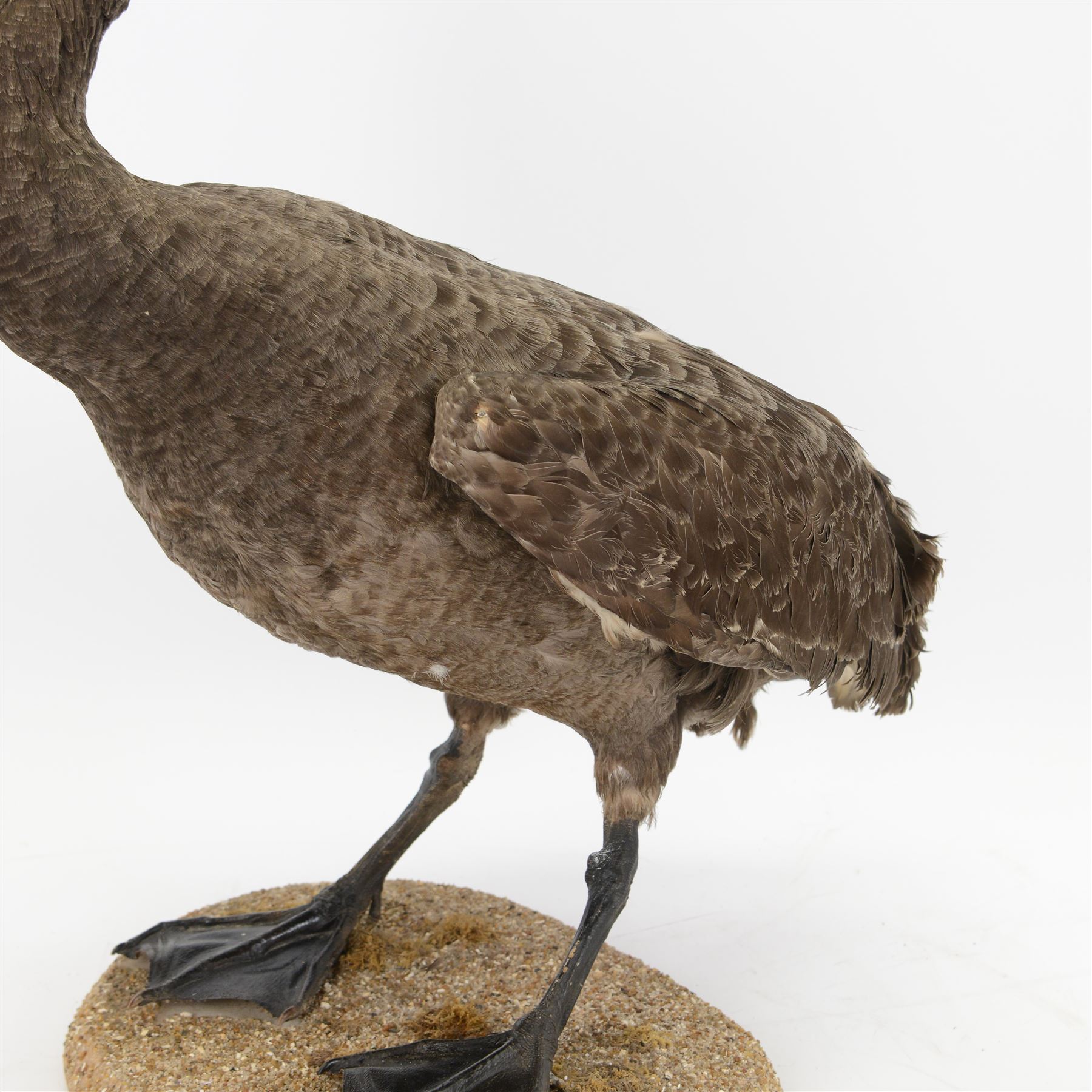 Taxidermy: Black Swan (Cygnus atratus), full mount adult looking straight ahead, stood upon an oval pebble covered base, H68cm
