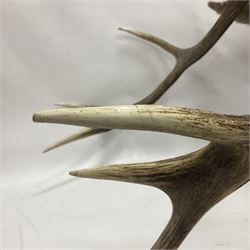 Taxidermy: Red Deer (Cervus elaphus), adult male imperial stag shoulder mount looking straight ahead, eleven point antlers, mounted upon a shaped wooden shield, D65cm