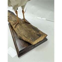 Taxidermy; Oystercatcher (Haematopus ostralegus), stoop upon driftwood upon a stepped wooden base, H35cm 