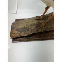 Taxidermy; Oystercatcher (Haematopus ostralegus), stoop upon driftwood upon a stepped wooden base, H35cm 