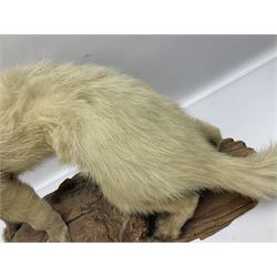 Taxidermy; Ermine Stoat (Mustela erminea), full mount adult stood upon a wooden base, H35cm