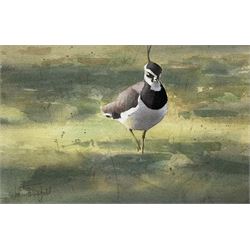 John Threlfall (British 1958-): Lapwing, watercolour signed 20cm x 32cm