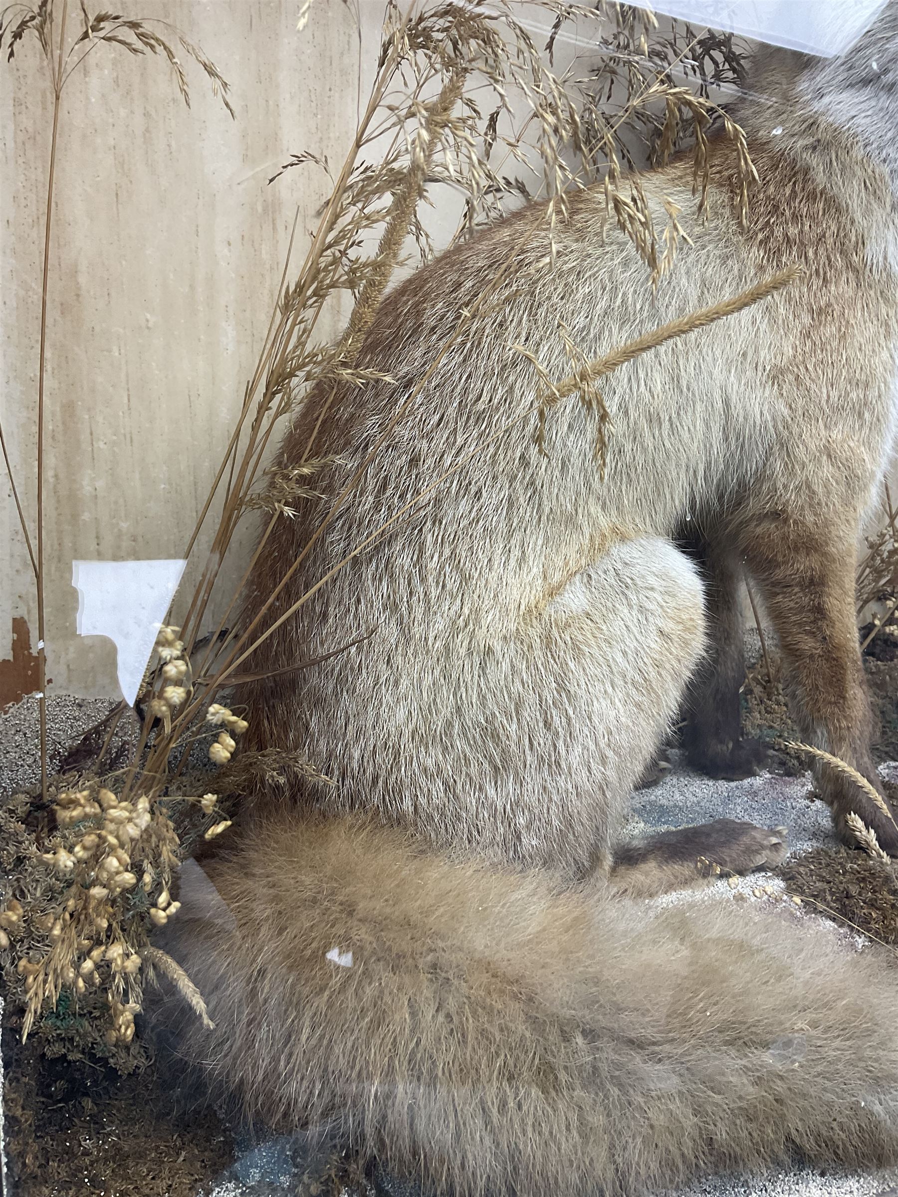 Taxidermy: 19th century cased display Red Fox (Vulpes vulpes), full adult mount in seated position with tail curled in front, in a naturalistic setting, encased within a ebonised single pane display case, H64cm, L58cm
