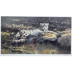 Tony Forrest (British 1961-): 'Watchful Eye' - Snow Leopard, limited edition print signed and numbered 332/500 in pencil 30cm x 57cm in quality modern gilt frame
