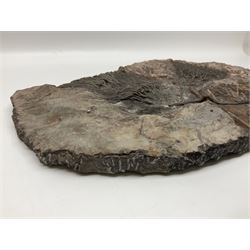 Crinoid sea bed plaque, with two crinoid specimens, probably Scyphocrinites elegans from the Silurian period, H39cm, L61cm
