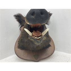 Taxidermy: European Wild Boar (Sus scrofa), adult male shoulder mount looking straight ahead, with mouth agape, on an wooden shield bearing brass plaque 'Boise de Sainte-Anne, 5 December 1930', D53cm