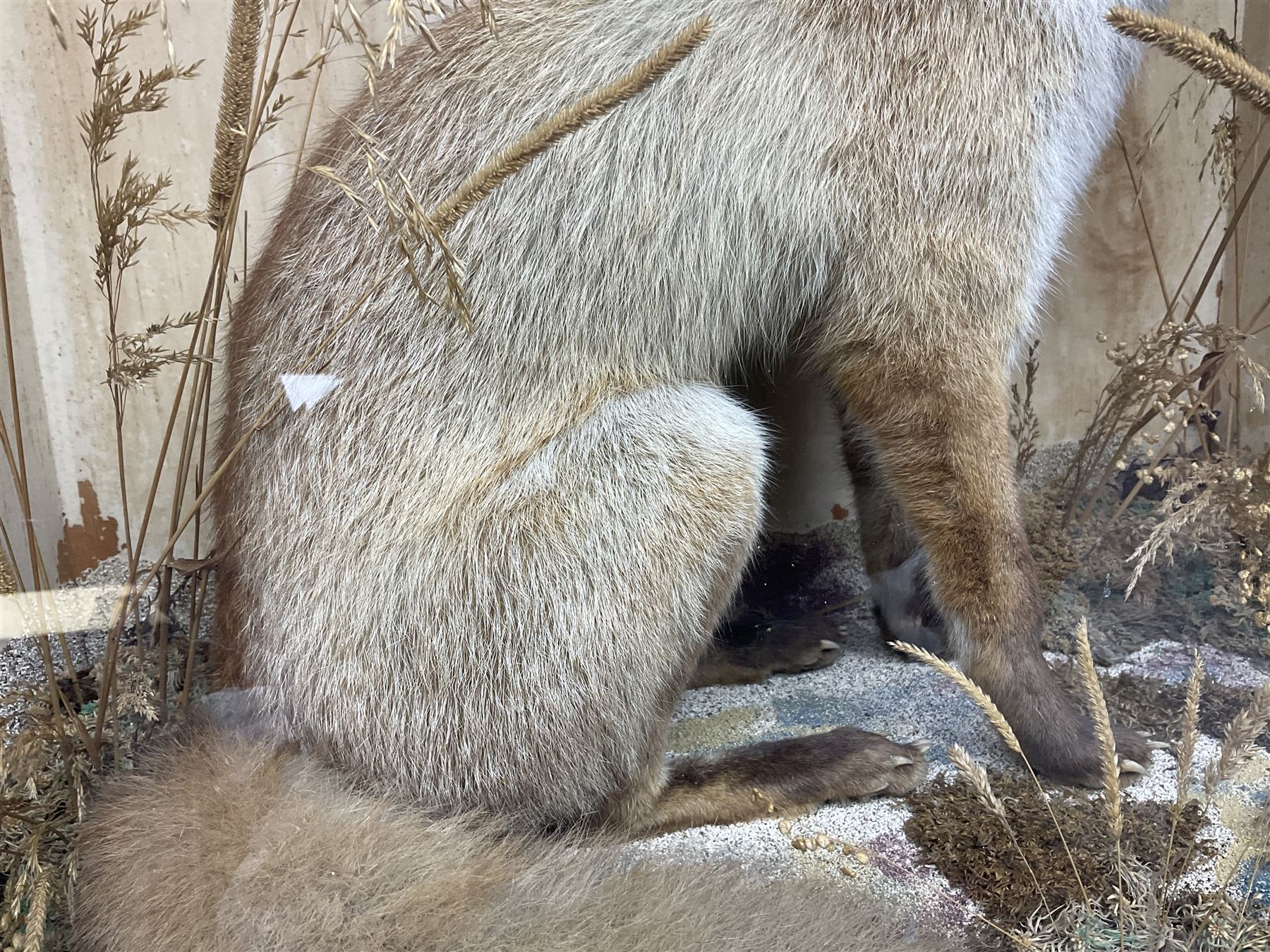 Taxidermy: 19th century cased display Red Fox (Vulpes vulpes), full adult mount in seated position with tail curled in front, in a naturalistic setting, encased within a ebonised single pane display case, H64cm, L58cm