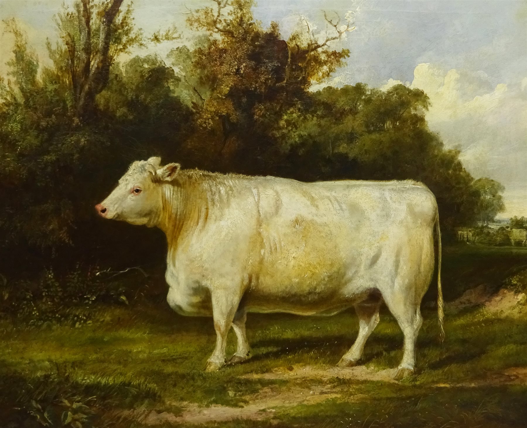 English School (19th century): Portrait of a Whitebred Shorthorn Heifer in Landscape setting, oil on canvas indistinctly signed, 61cm x 75cm
Notes:  the stretcher is inscribed 'J Thomas Ford Esq., Burton Pidsea' (East Yorkshire), there is a listing in Burton Pidsea's history '.....one of the larger houses certainly built on a new site was Bramhill House. Thomas Ford, farmer, mortgaged its site, Bramer Hill close, and other lands in 1844 for £3,000, and the house was evidently built soon afterwards