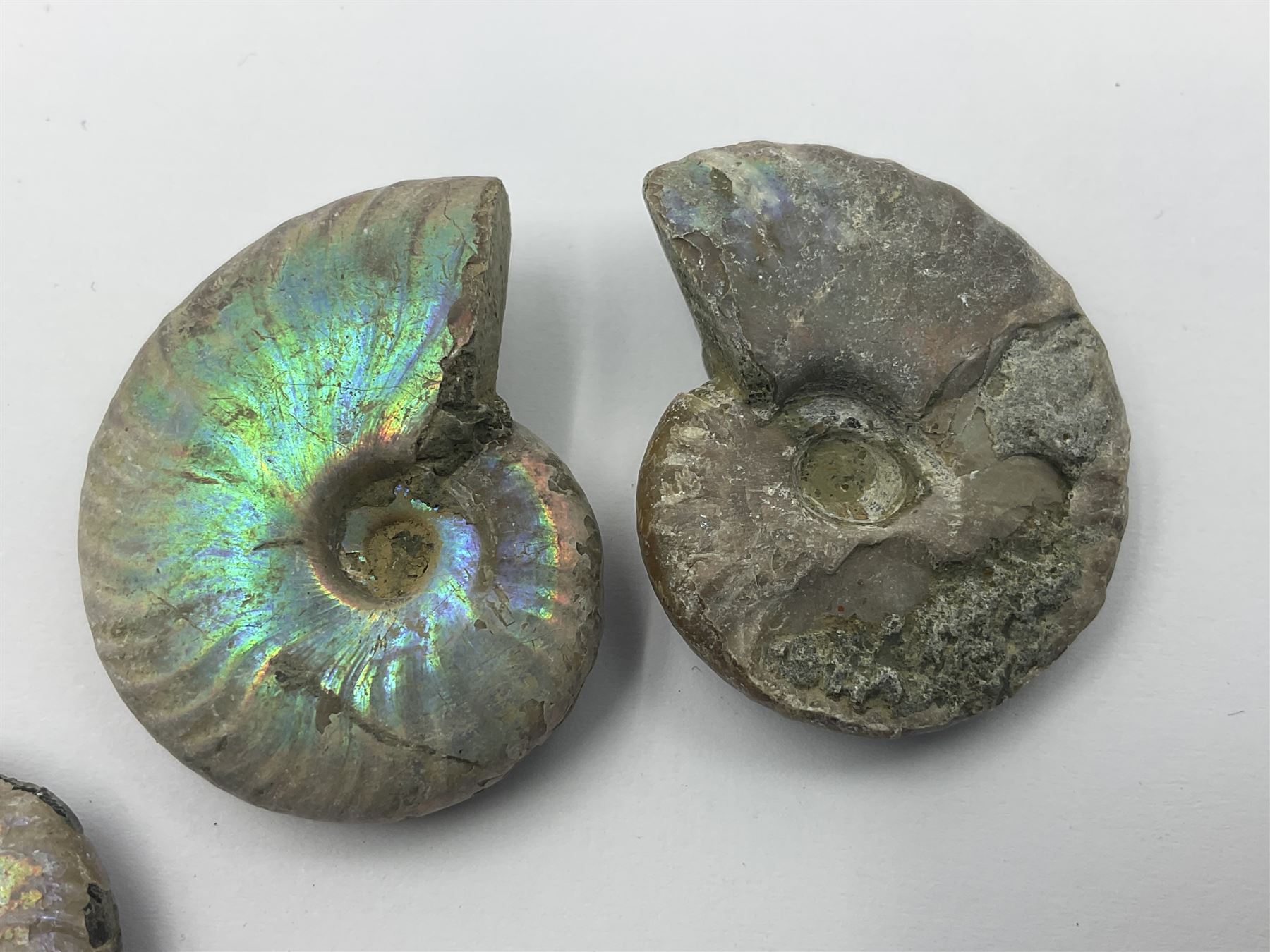 Ten ammonite fossils with nacreous aragonite shells, age; Cretaceous period, location: Madagascar, largest 3cm