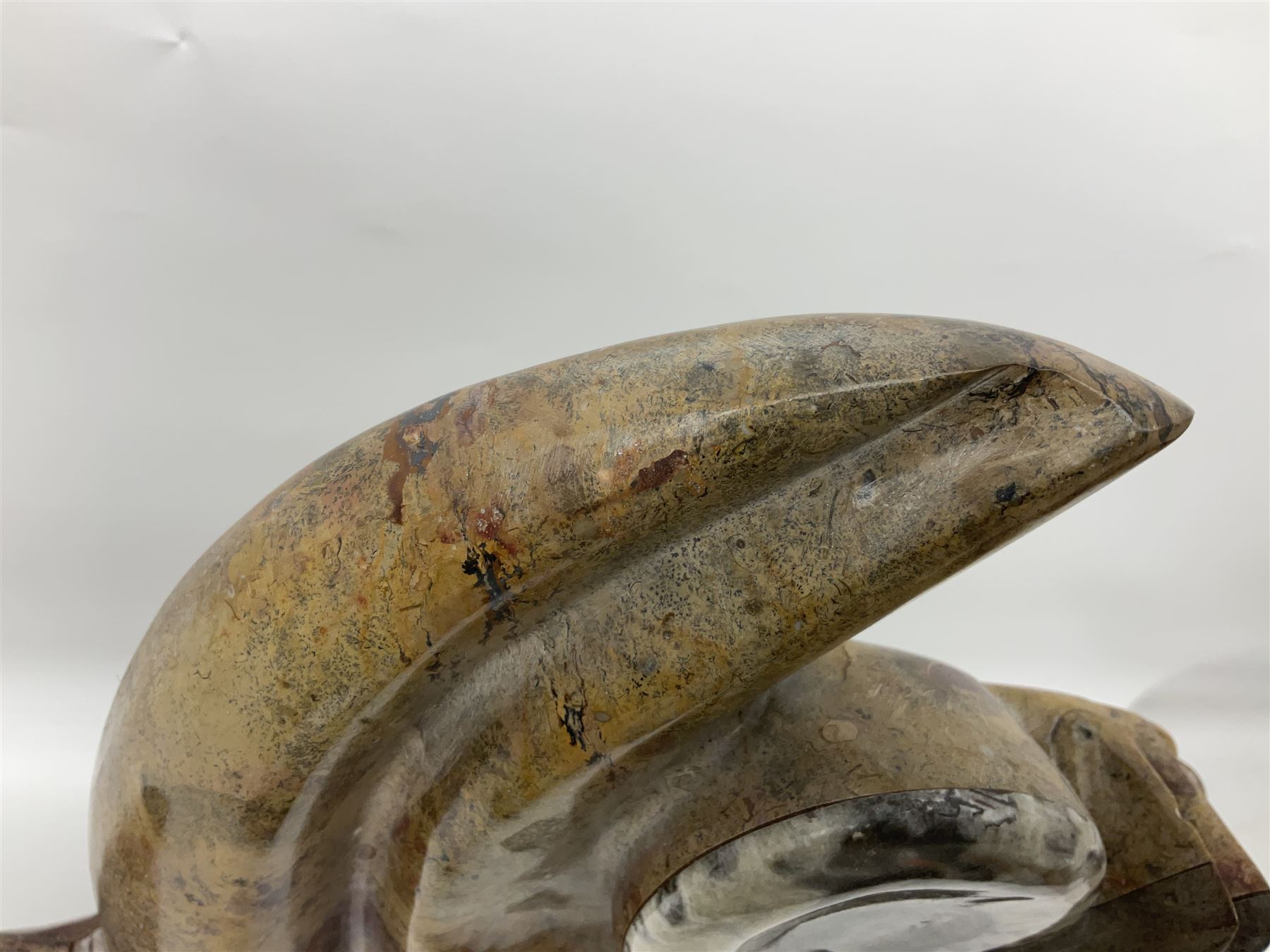 Goniatite sculpture, displaying two Goniatites within a polished and shaped matrix, age; Devonian period, H56cm