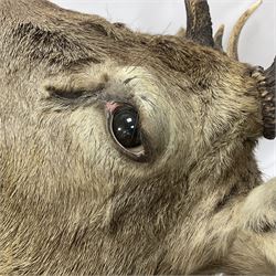 Taxidermy: Red Deer (Cervus elaphus), adult male imperial stag shoulder mount looking straight ahead, eleven point antlers, mounted upon a shaped wooden shield, D65cm