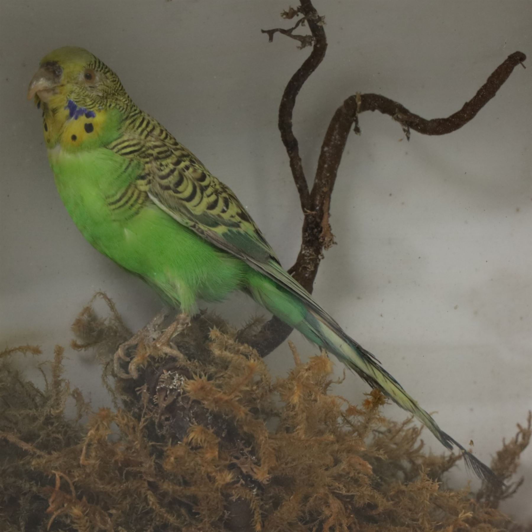 Taxidermy; Budgerigar (Melopsittacus undulatus), full adult mount, on a branch in a naturalistic setting, within an ebonised glazed display case, H20cm