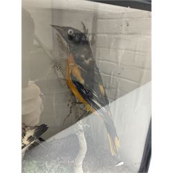 Taxidermy; Victorian cased display of birds, comprising Scarlet Tanager (Piranga olivacea), Campo Troupial (Icterus jamacaii) and Snow Bunting (Plectrophenax nivalis), amidst a naturalistic setting, encased within an ebonised single pane display case, H23cm, L35cm