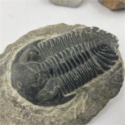 Dragonfly larvae (Libellula doris), together with four Mosasaur teeth, four trilobites (Crotalocephalina gibba) and one other tooth