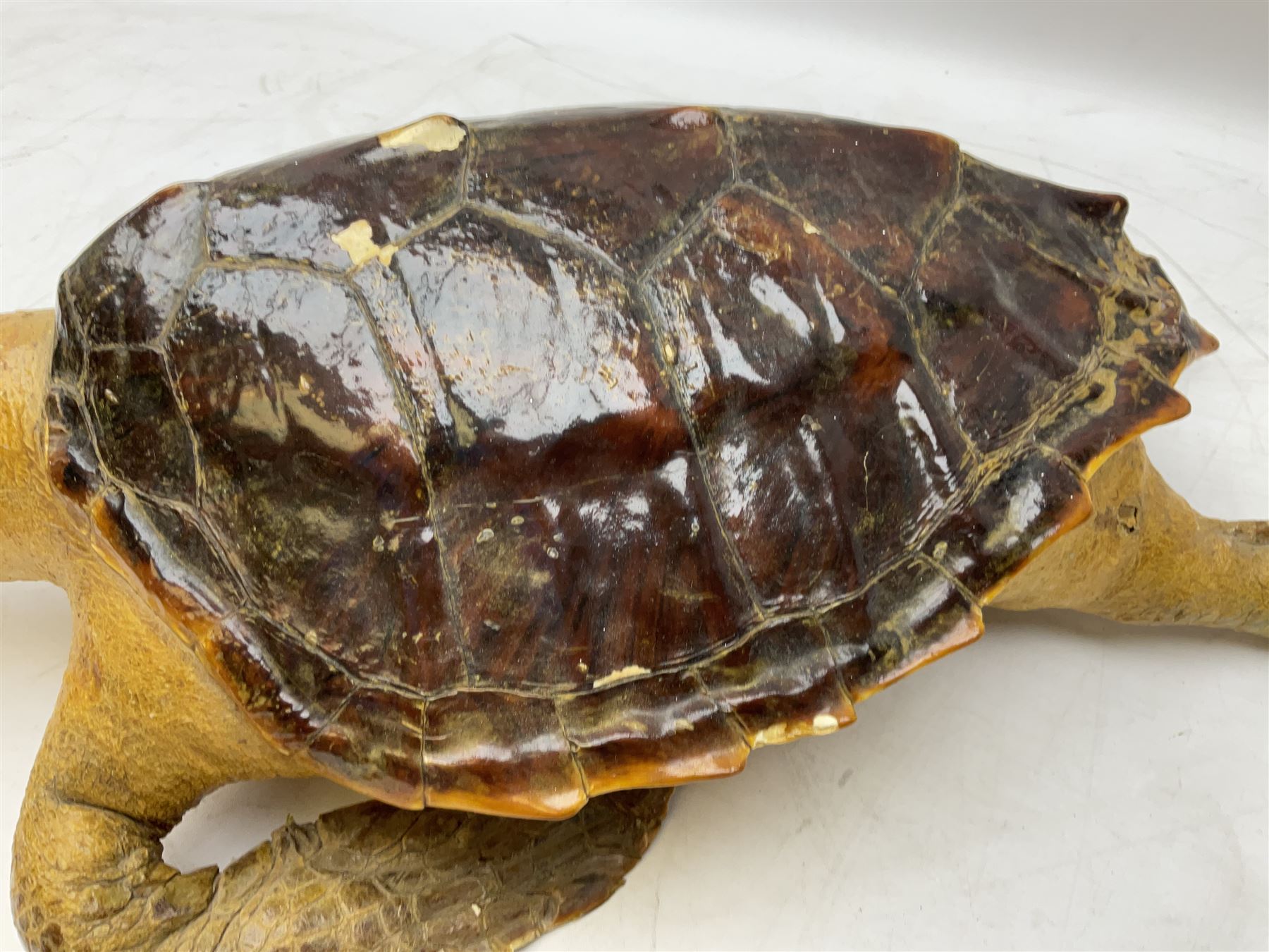 Taxidermy: Hawksbill Sea Turtle (Eretmochelys imbricata), juvenile full mount, beak to shell base L43cm