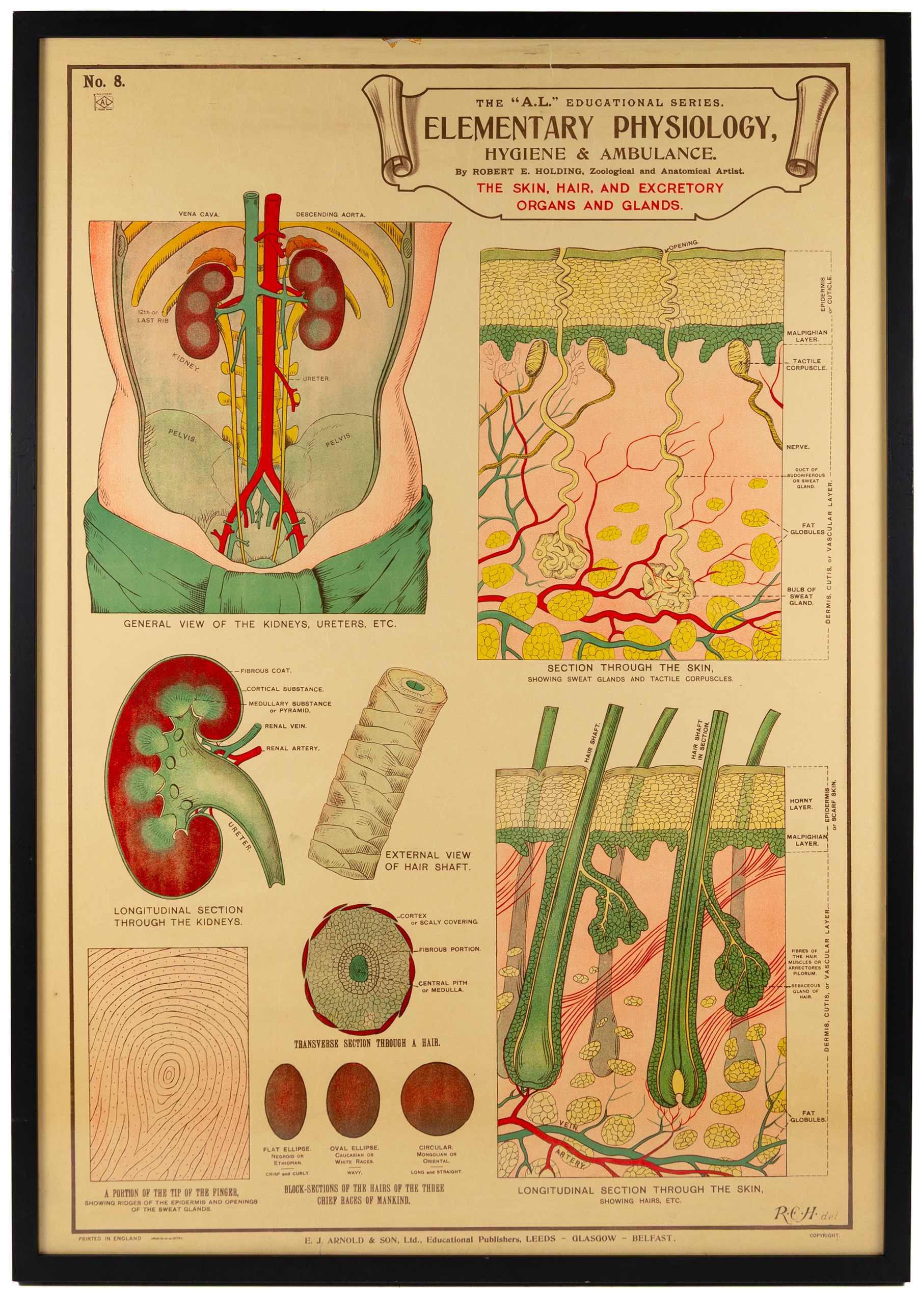 Complete set of eight 'AL Educational Series Elementary Physiology Hygiene and Ambulance' medical posters by Robert R Holding (Zoological and Anatomical artist), published by E J Arnold & Son Ltd of Leeds, Glasgow and Belfast, all framed