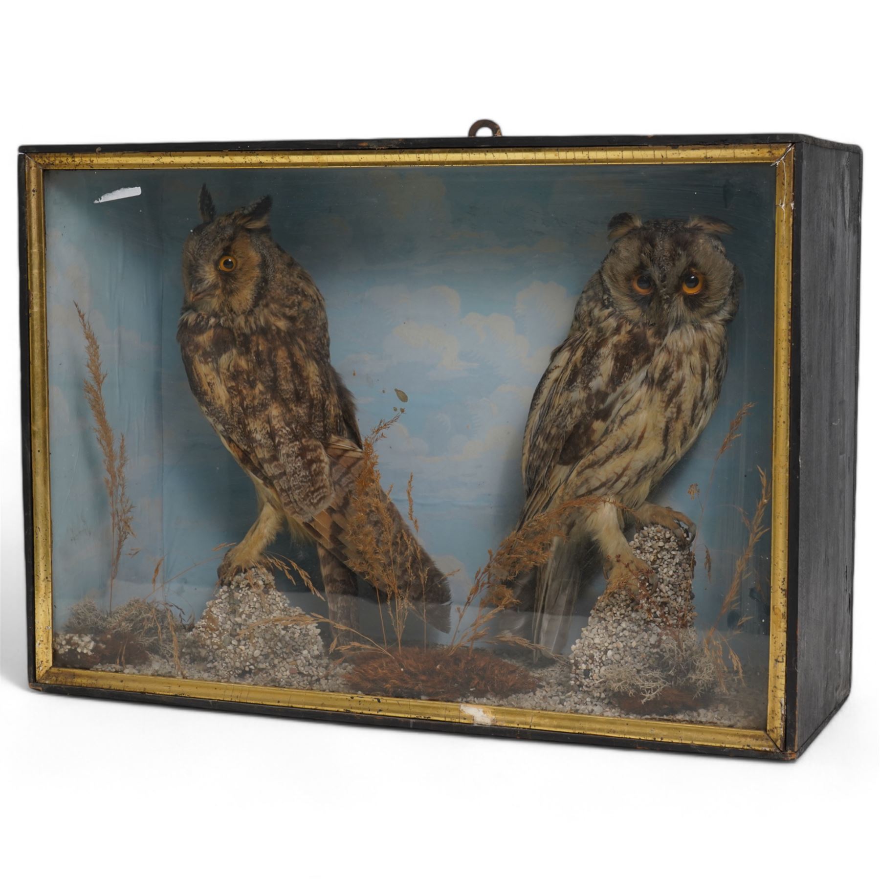 Taxidermy: Victorian case pair of long-eared owls (Asio Otus), male and female full mounts, with in naturalistic setting and blue sky painted background, encased within an ebonised single glass display case with gilt frame, 53cm x 38cm x 19cm