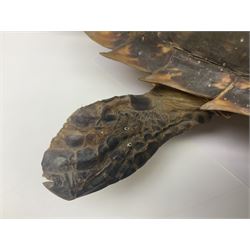 Taxidermy: Hawksbill Sea Turtle (Eretmochelys imbricata), juvenile full mount, beak to shell base, 40cm