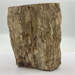 Petrified wood tree branch, sliced in cross-section and polished to one side to reveal an array of colours, with textured edge, H14cm, D9cm