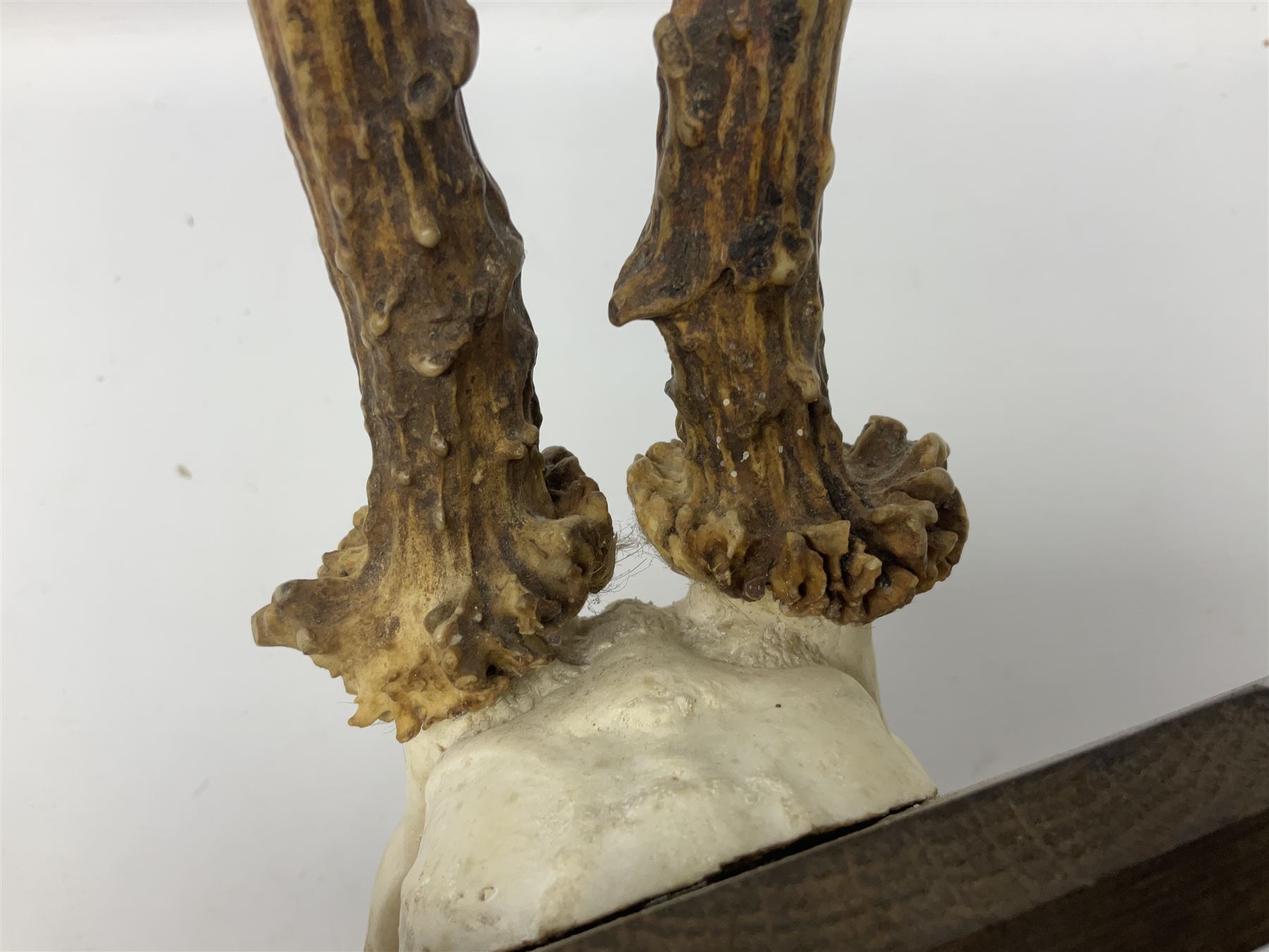Antlers/Horns; Roe deer (Capreolus capreolus), two pairs of Roebuck Antlers with partial skull , upon wooden shields, H32cm
