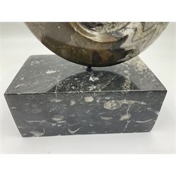 Goninite sculpture, poslised goninite, mounted upon a rectangular marble base with with orthoceras and goniatite inclusions, age: Devonian period, location: Morocco, H20cm