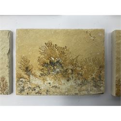 Six dendrite crystals each in an individual sandstone plaque, each plaque H6cm, L8cm
