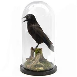 Taxidermy; Cased Carrion Crow (Corvus co