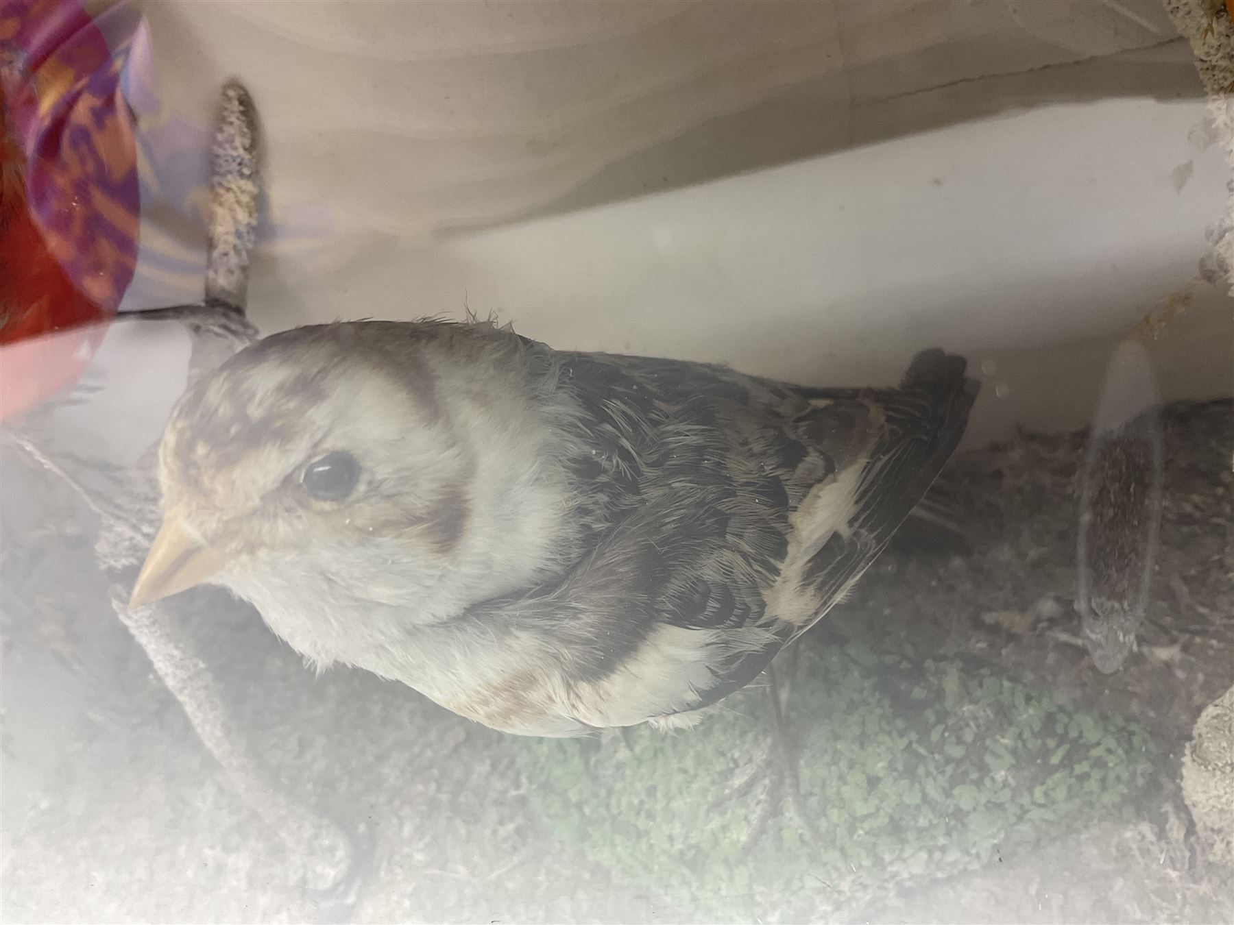 Taxidermy; Victorian cased display of birds, comprising Scarlet Tanager (Piranga olivacea), Campo Troupial (Icterus jamacaii) and Snow Bunting (Plectrophenax nivalis), amidst a naturalistic setting, encased within an ebonised single pane display case, H23cm, L35cm