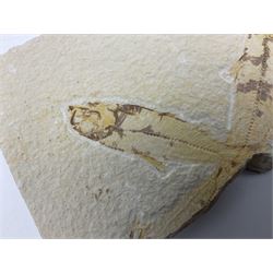 Three fossilised fish (Knightia alta) two in a single matrix, the other in an individual maxtrix, age; Eocene period, location; Green River Formation, Wyoming, USA, largest matrix H9cm, L15cm